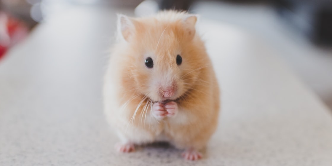 Hamster Sahiplendirme