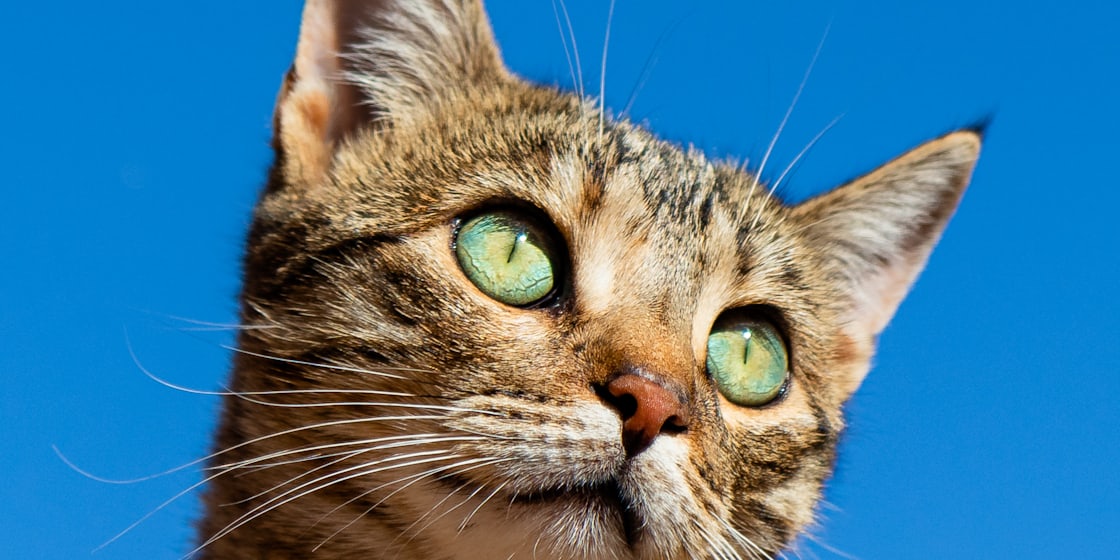 Kedi Sahiplendirme