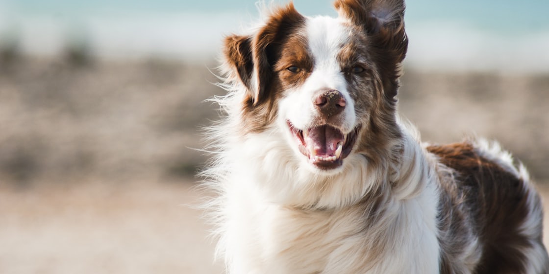 Köpek Sahiplendirme